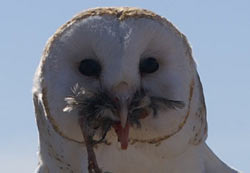 Barn Owl with catch