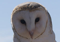 Barn Owl up close
