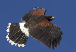 Harris Hawk in flight