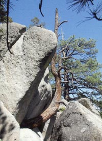 Crooked tree growing in rocks