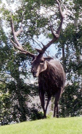 An elk statue
