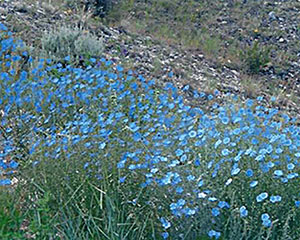 Blue Flax