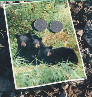 Postcard of Black Bears