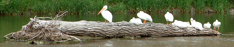 Pelicans at Fairweather Fishing Acces in Montana