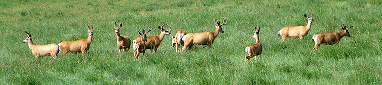 Deer near Augusta, Montana