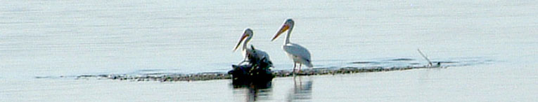 Pelicans on Missouri River