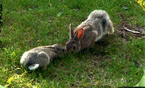 Rabbit Pair