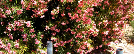 Aromatic bushes near Santa Anna Winds