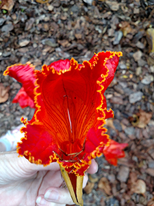 Tulip Flower Inside