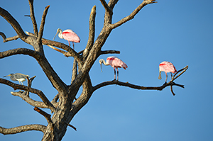 Spoonbills on Tree