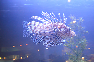 Lionfish 2