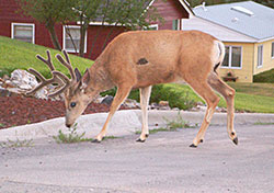 Buck in the city of Helena, Montana